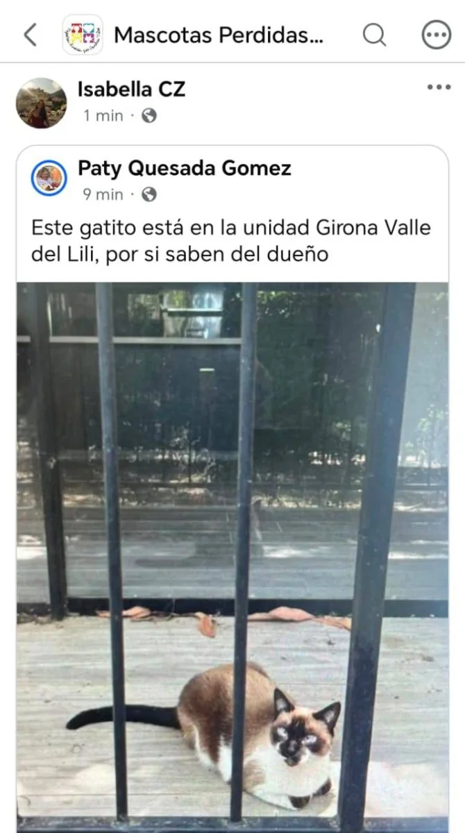 gato
