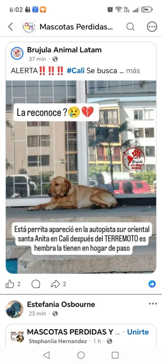 perro