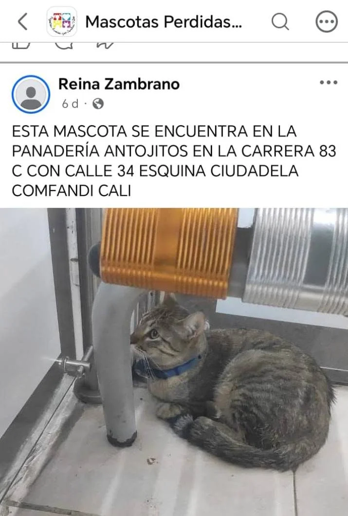 gato