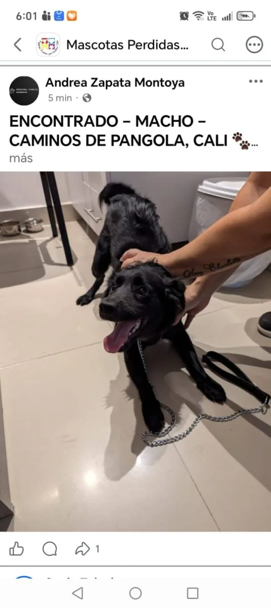 perro