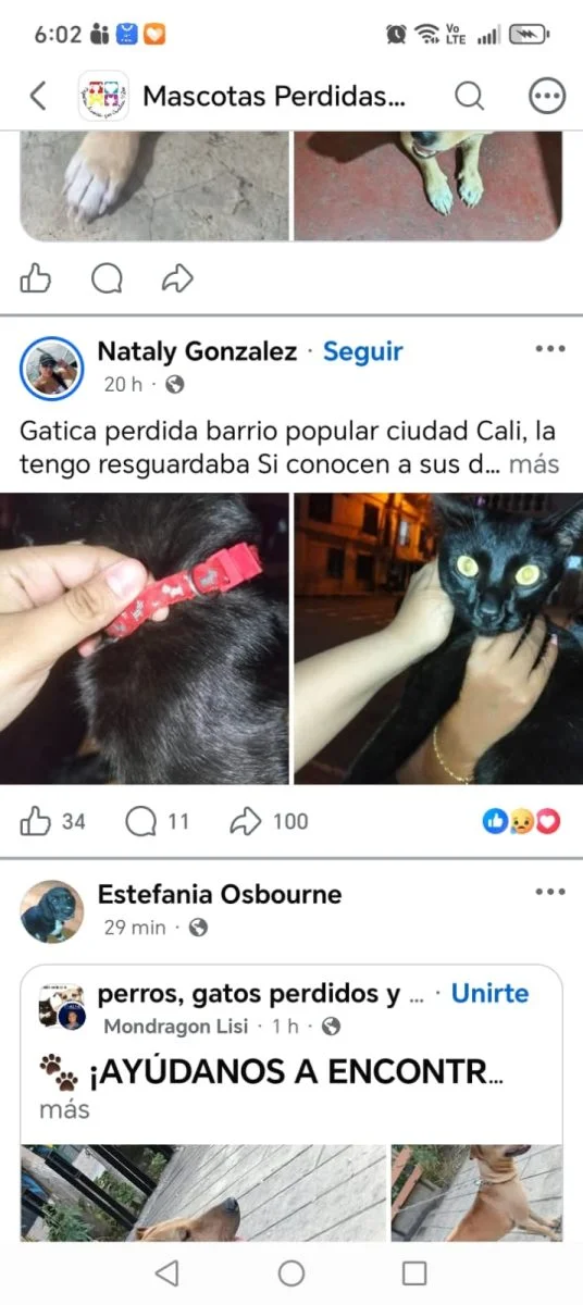 gato