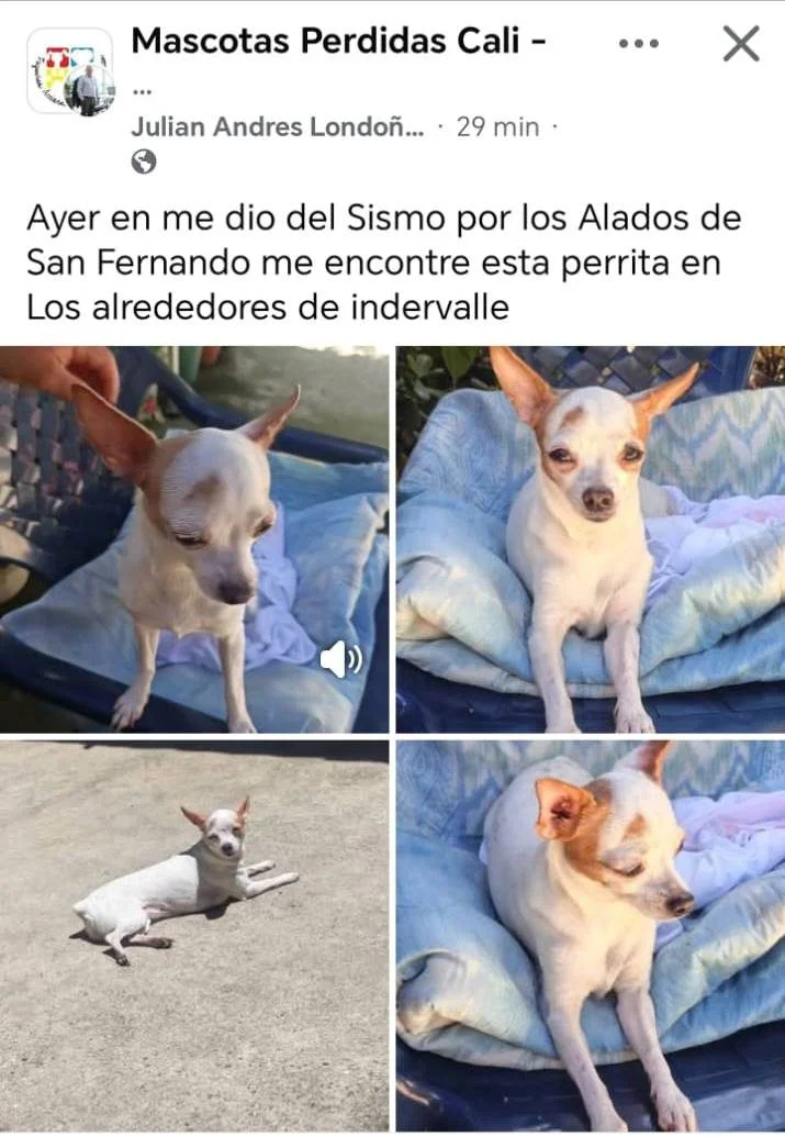 perro