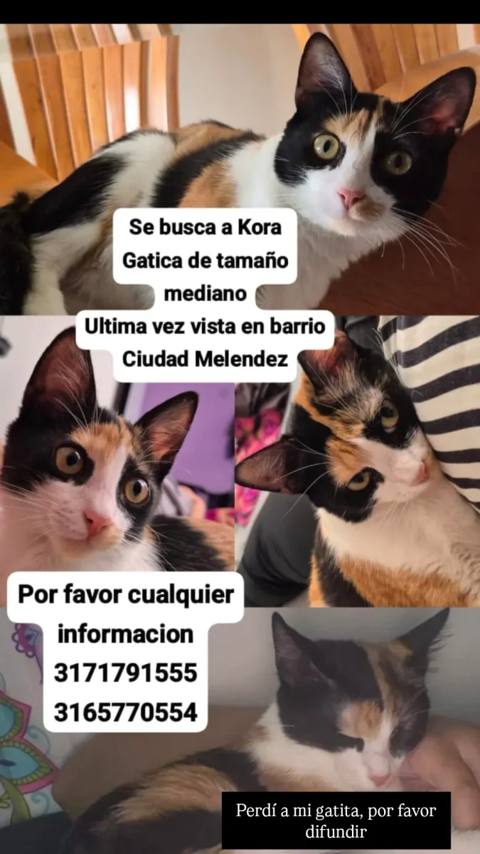 Kora
