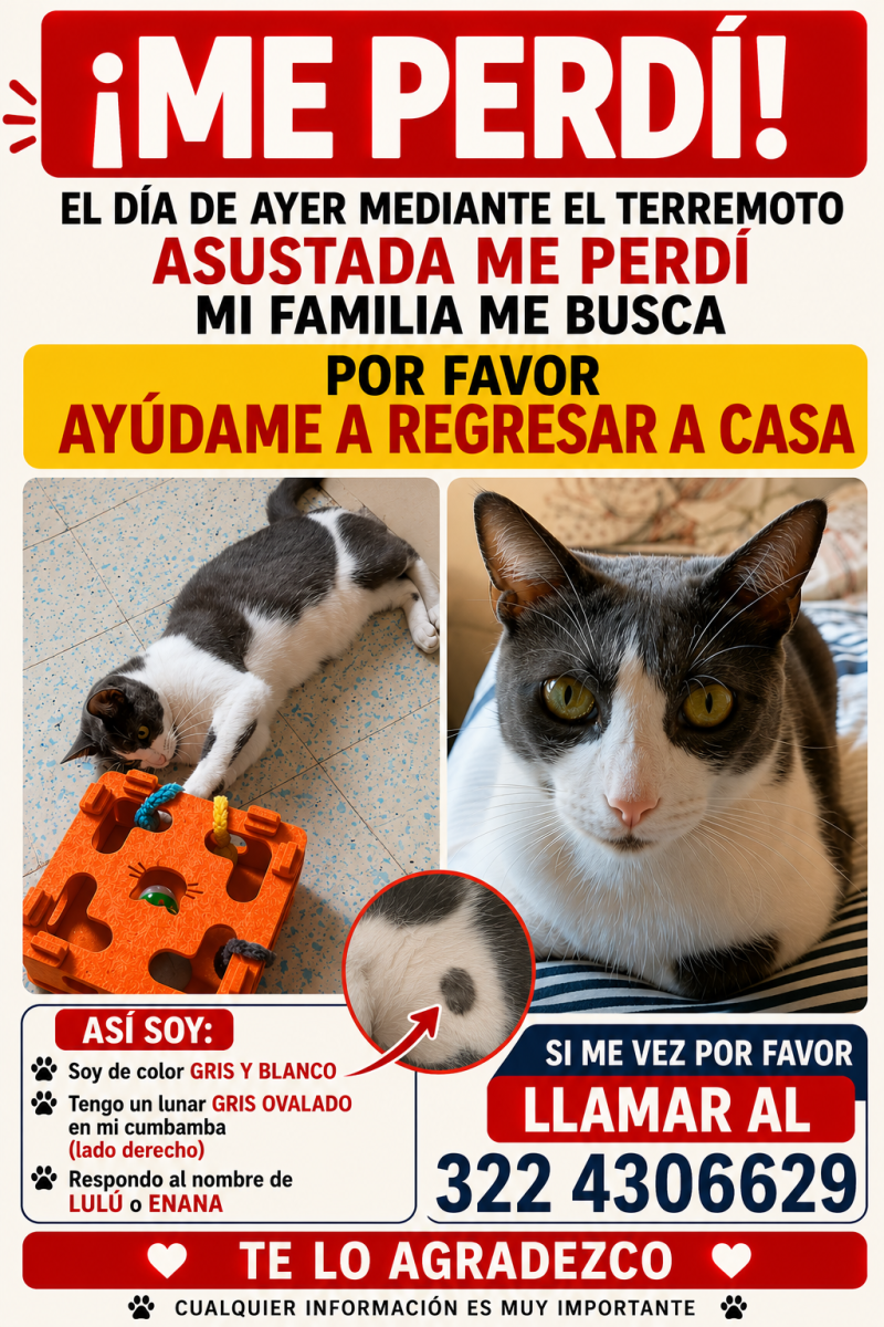 gato