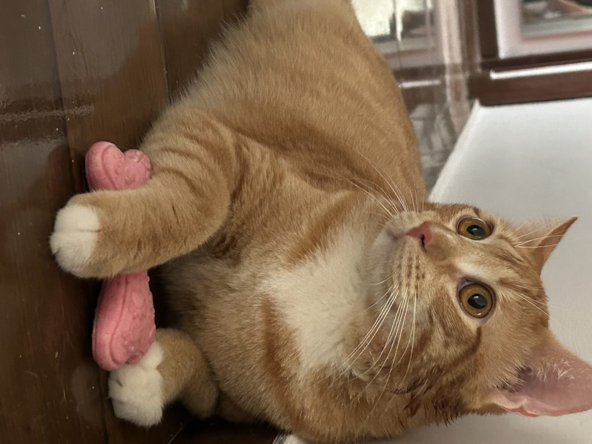 gato