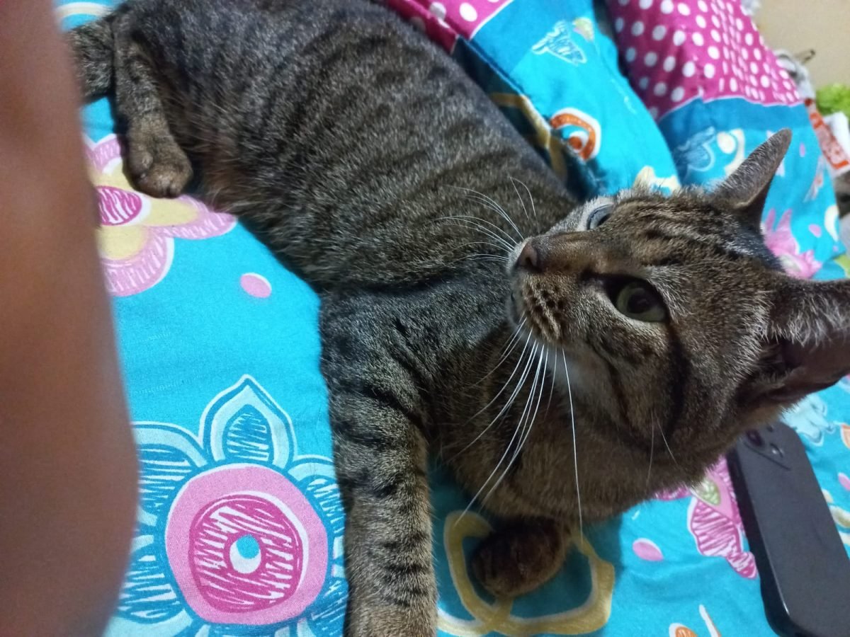 Pepa