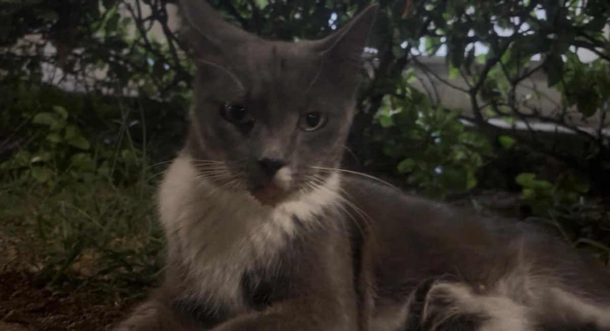 Gatica